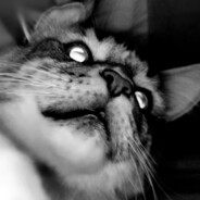 Mando the cat